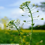 Çoban Çantası Otu Nedir?