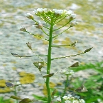 Çoban Çantası Otu Nedir?