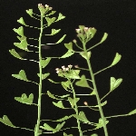 Çoban Çantası Otu Nedir?