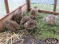 Bıldırcın Yetiştiriciliği Nedir, Nasıl Yapılır?