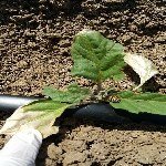 Patates Böceği Nedir? Zararları Ve Mücadele Yöntemleri