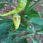 Bitkilerde Kalsiyum Eksikliği Belirtileri Nelerdir?