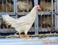 Tavuk Sağlığını Korumak İçin Doğal Yöntemler Nelerdir?