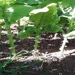 Canavar Otu Ve Mücadelesi Nasıl Yapılır?