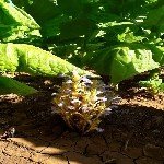 Canavar Otu Ve Mücadelesi Nasıl Yapılır?