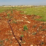 Ayva Yetiştiriciliği Nasıl Yapılır? Ayva Yetiştiriciliği Nasıl Yapılır?