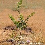 Ayva Yetiştiriciliği Nasıl Yapılır? Ayva Yetiştiriciliği Nasıl Yapılır?