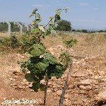 Ayva Yetiştiriciliği Nasıl Yapılır? Ayva Yetiştiriciliği Nasıl Yapılır?