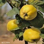 Ayva Yetiştiriciliği Nasıl Yapılır? Ayva Yetiştiriciliği Nasıl Yapılır?