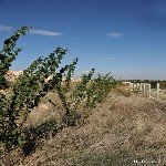 Ayva Yetiştiriciliği Nasıl Yapılır? Ayva Yetiştiriciliği Nasıl Yapılır?