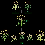 Hibrit Tohum Ne Demektir? Hibrit Tohum Ne Demektir?