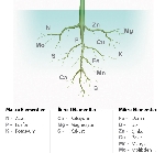 Bitki Besin Elementleri Ve Görevleri Nelerdir? Bitki Besin Elementleri Ve Görevleri Nelerdir?
