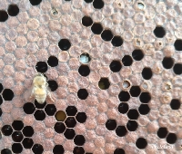 Yavru Arı Hastalıkları Nelerdir?