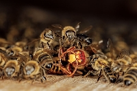 Arı Zararlıları Nelerdir?