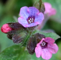 Ciğerotu (Pulmonaria Officinalis) Faydaları Ve Zararları Nelerdir?