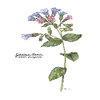 Ciğerotu (Pulmonaria Officinalis) Faydaları Ve Zararları Nelerdir?