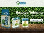 Bezelye Yetiştiriciliği Nasıl Yapılır?