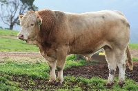 Blond D Aquitaine Sığırı Et Verimi Ve Diğer Özellikleri