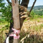 Hangi Tür Ağaca Hangi Tür Aşılanabilir?