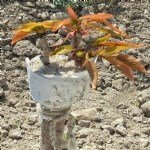 Hangi Tür Ağaca Hangi Tür Aşılanabilir?