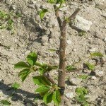 Hangi Tür Ağaca Hangi Tür Aşılanabilir?