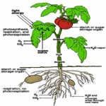 Hangi Tür Ağaca Hangi Tür Aşılanabilir?