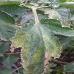 Bakteriyel Kanser Hast. Belirtileri, Nedenleri Ve Mücadele Yöntemleri