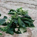 Yaprak Biti İle Arap Sabunu İle Başa Çıkın