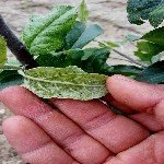 Yaprak Biti İle Arap Sabunu İle Başa Çıkın