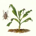 Mısır Maymuncuğu Nedir? Zararları Ve Mücadele Yöntemleri