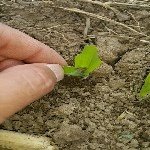 Mısır Maymuncuğu Nedir? Zararları Ve Mücadele Yöntemleri