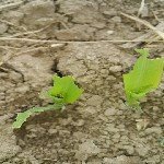 Mısır Maymuncuğu Nedir? Zararları Ve Mücadele Yöntemleri