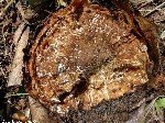 Armillaria Çürüklüğü Hastalığı (Armillaria Mellea)