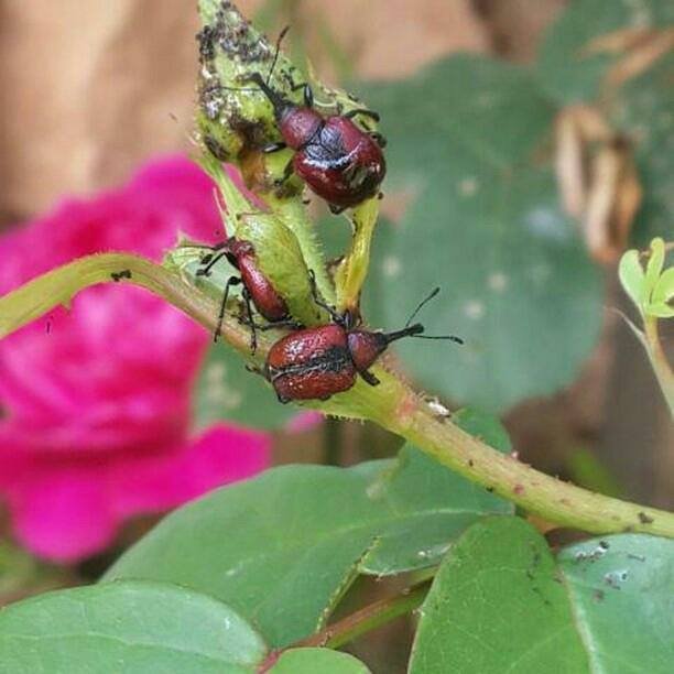 Gül Hortumlu Böceği Nedir? Zararları Ve Mücadele Yöntemleri Gül Hortumlu Böceği Nedir? Zararları Ve Mücadele Yöntemleri