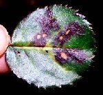 Gül Mildiyösü Hastalığı Belirtileri, Nedenleri Ve Mücadele Yöntemleri