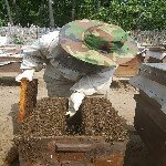 Arıcılık Sonbahar Bakımı: Bal Arılarınızı Kışa Hazırlamanın İpuçları