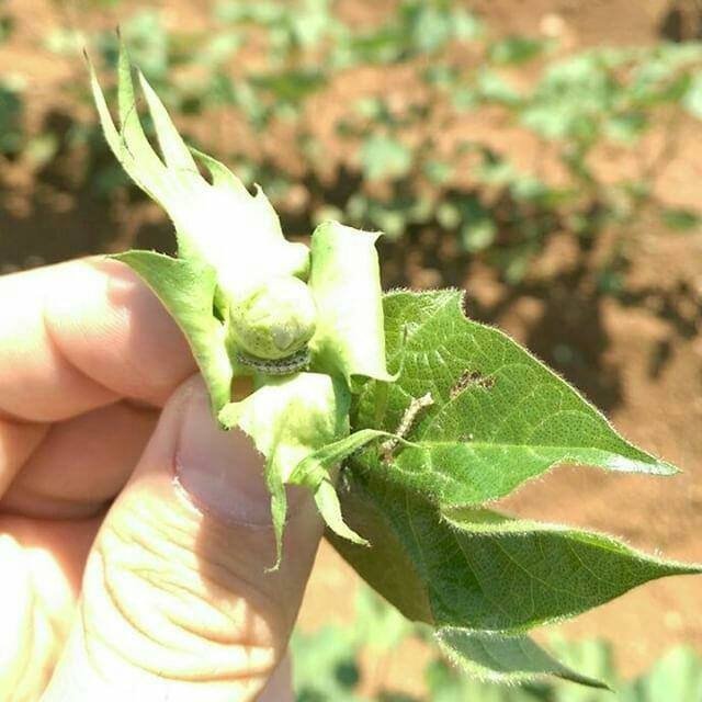 Sebzelerde Yeşilkurt Nedir? Zararları Ve Mücadele Yöntemleri