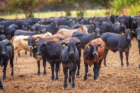 Et Verimi Yüksek Sığır Irkları: Hangi Irk Size Uygun?