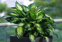 Farklı Oda Tipleri İçin Süs Bitkileri