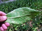 Tütün Mildiyösü (Mavi Küf) Hastalığı