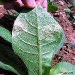 Tütün Mildiyösü (Mavi Küf) Hastalığı