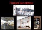 Süt Sığırcılığı Sunumu Süt Sığırcılığı Sunumu