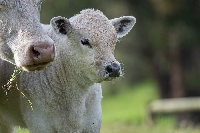 Buzağıların Doğumdan Sonraki İlk 3 Ayında Beslenme Ve Bakım