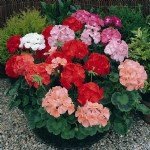 Sardunya Yetiştiriciliği Püf Noktaları Nelerdir?