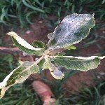 Elma Küllemesi Hastalığı Belirtileri, Nedenleri Ve Mücadele Yöntemleri