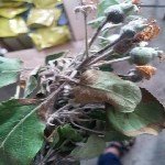 Ateş Yanıklığı Hastalığı Belirtileri, Nedenleri Ve Mücadele Yöntemleri