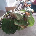 Ateş Yanıklığı Hastalığı Belirtileri, Nedenleri Ve Mücadele Yöntemleri