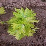 Bitkilerde Demir Noksanlığını Önlenmek İçin Ne Yapılmalıdır? Bitkilerde Demir Noksanlığını Önlenmek İçin Ne Yapılmalıdır?