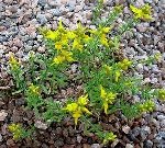 Katır Tırnağı Otu Nedir?