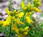 Katır Tırnağı Otu Nedir?